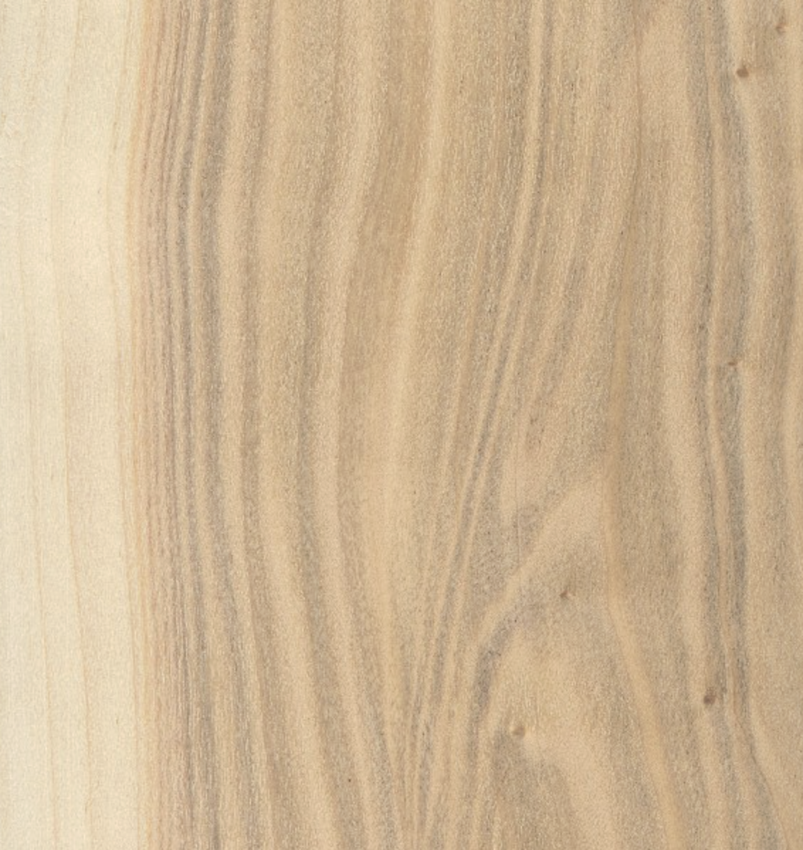 Poplar